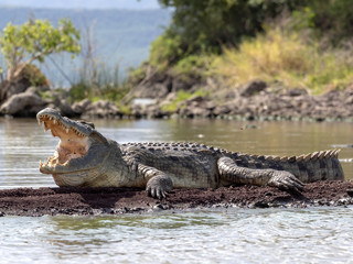 Nile crocodile, Crocodylus niloticus on Lake Chamo, Ethiopia