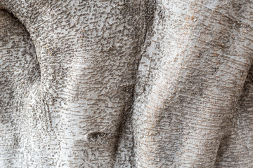 Close-up of tree bark of a benjamin fig on the island of La Gomera