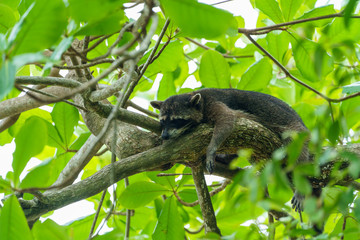 Obraz premium Crab-eating Raccoon (Procyon cancrivorus) in Costa Rica