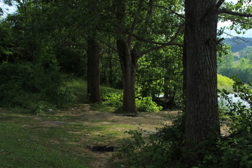 Fototapeta premium path in the forest
