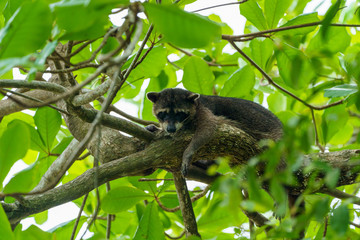 Crab-eating Raccoon (Procyon cancrivorus) in Costa Rica