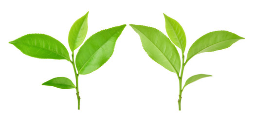 Green tea leaf isolated on white background