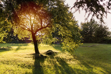 Sunset behind the tree