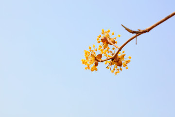 Plant flowers