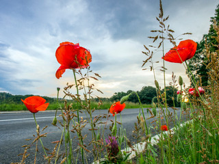 Mohnblumen am Straßenrand