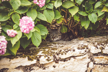 chat caché