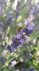 beautiful unusual plants in the garden