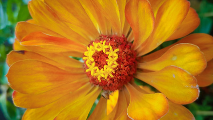 beautiful unusual plants in the garden