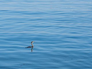 Fototapeta na wymiar Vogel im Meer