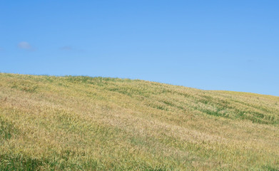 Obraz premium Wheatfield and sky