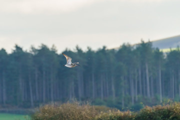 Eurasian Curlew (Numenius arquata), taken in the UK