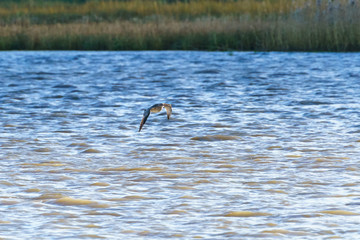 Eurasian Curlew (Numenius arquata), taken in the UK