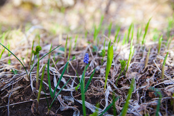 Common grape hyacinth