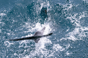 Delfinflosse © Markus