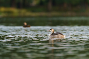 Great Crested Grebe (Podiceps cristatus) juvenile, taken in the UK