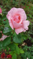 beautiful colored roses in the garden