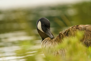 Canada Goose (Branta canadensis) preening itself, taken in the UK