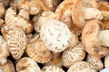 Flower Mushroom Stack together