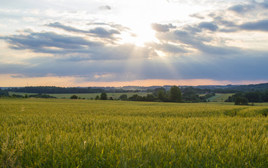 Polish arable fields. Rural landscape. Ripening cereals.