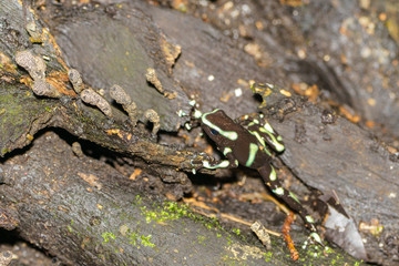 Green-and-Black Poison Dart Frog (Dendrobates auratus)