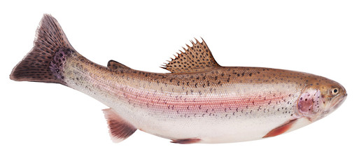 rainbow trout, clipping path, isolated on white background, full depth of field