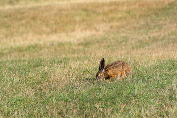 Wild rabbit in the grass