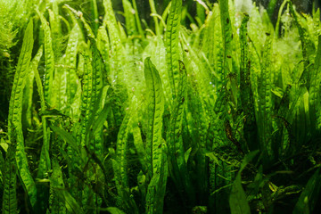 Details of Aquarium Algae or Green Seaweed - obrazy, fototapety, plakaty