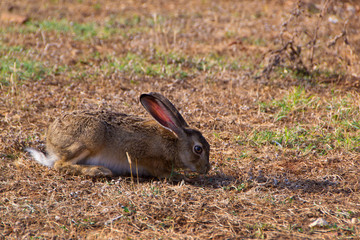 Wild rabbit in the grass