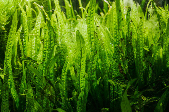 Details of Aquarium Algae or Green Seaweed