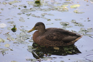 duck in water