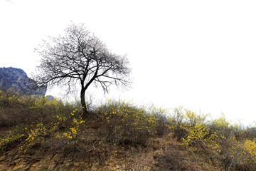 Withered tree in the wild