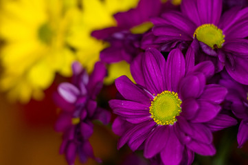 Beautiful bright purple and yellow chrysanthemum flowers, selective focus, macro