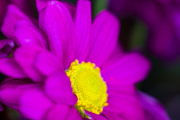 Beautiful bright purple and yellow chrysanthemum flowers, selective focus, macro