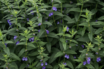 Blue flowers in the garden.