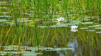 reeds in the lake