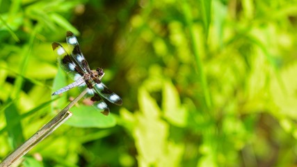 dragonfly sitting on blade of grass