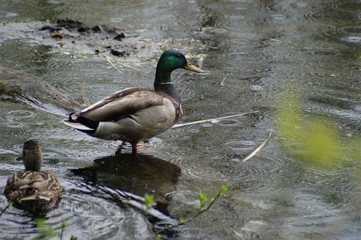 duck and drake