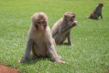 Naklejka premium monkeys, macaques in Dongshan Safari Park, Hainan, China