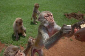 monkeys, macaques in Dongshan Safari Park, Hainan, China