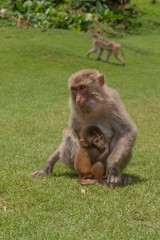 monkeys, macaques in Dongshan Safari Park, Hainan, China
