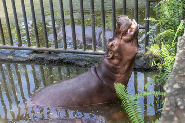 Hippopotamus in Dongshan Safari Park, Hainan, China