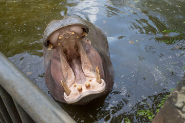 Hippopotamus in Dongshan Safari Park, Hainan, China