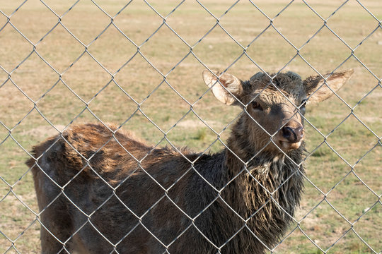 The sad deer stands behind the steel grating