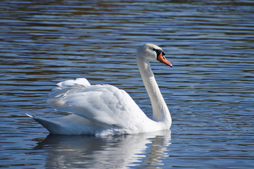 The charming white swan floats on the water