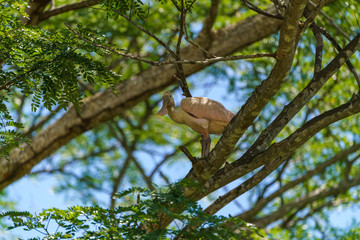 Roseate Spoonbill (Platalea ajaja), taken in Costa Rica