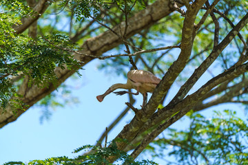Roseate Spoonbill (Platalea ajaja), taken in Costa Rica