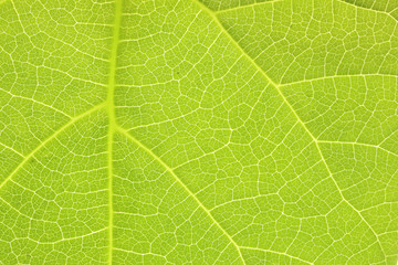 桐の葉のクローズアップ