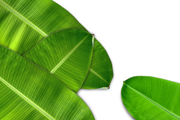 Green banana leaf, green tropical foliage texture isolated on white background. File contains a clipping path.
