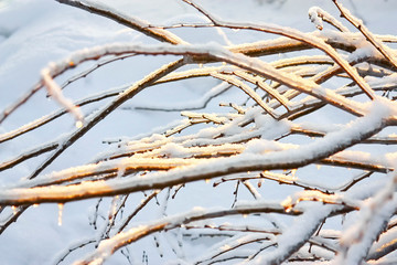Beautiful winter scene. Tree branches under snow and ice with sparkling setting sun