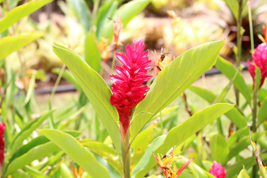 Hawaiian red ginger flower garden